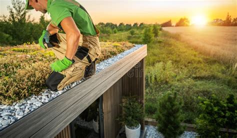 Caucasian Gardener Taking Care Of A Mature Living Roof Stock Photo Image Of Succulents Aerial