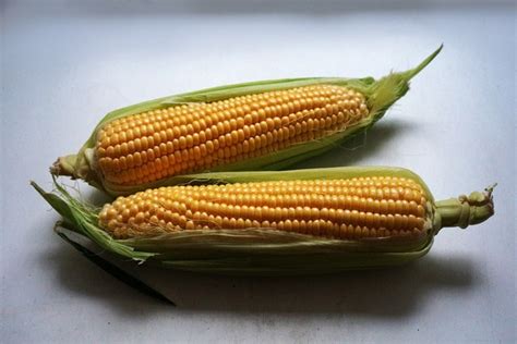 Ukraine Exported Million Tons Of Corn This Year Commodity Board