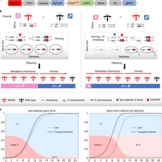 Driving A Sex Distorter System In The Autosome A Schematic Overview