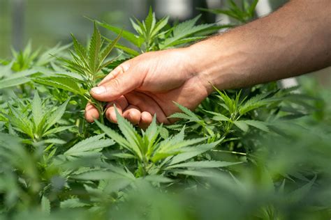 Learn About Legal Cannabis in NJ | New Jersey Cannabis 101