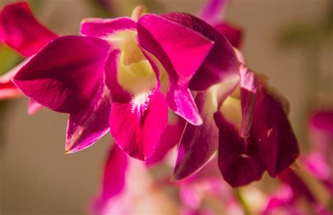 Orquídea Flor Nacional De Colombia Belleza Natural Y Tesoro Cultural