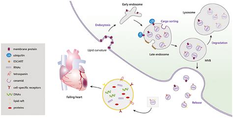 Exosomes A Rising Star In Falling Hearts Exosome Rna