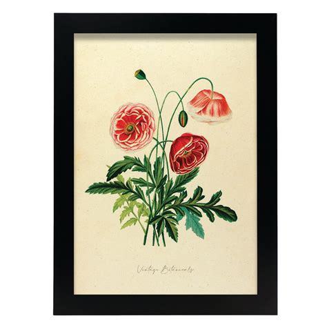 Affiche Nacnic De Coquelicot De Pavot Inspiré Par Florale Vintage