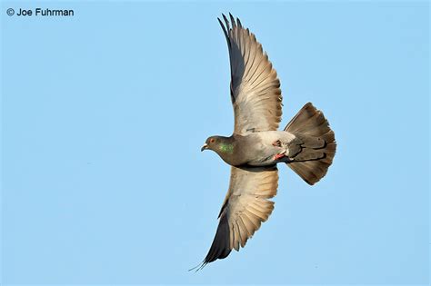Rock Pigeon Joe Fuhrman Photography