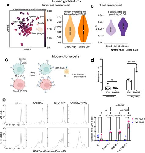 chek expression  tumor cells  inversely   enhanced