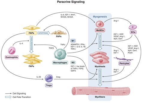A Muscle Stem Cell Support Group: Coordinated Cellular Responses in