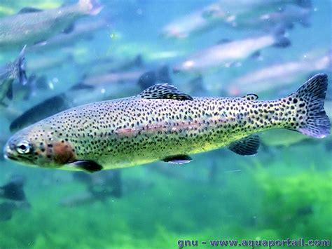 Рыба Форель Фото И Описание – Telegraph
