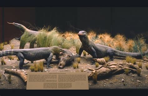 Our Favorite Exhibits at The American Museum of Natural History