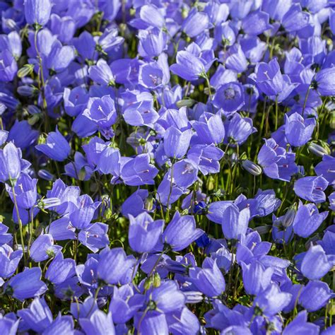 Outsidepride Carpatica Blue Bellflower Seeds for MVR1 Planting - 5000