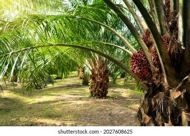 Palm Oil Plantation Growing Stock Photo 2027608625 Shutterstock