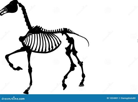 Horse Skeleton 3 Stock Image - Image: 1024801