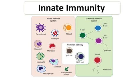 WHAT IS INNATE IMMUNITY Microbiology Notes