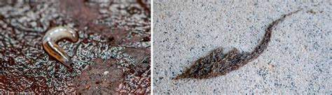 Цветочные мошки в домашних цветах - борьба, причины, симптомы :: myPlants