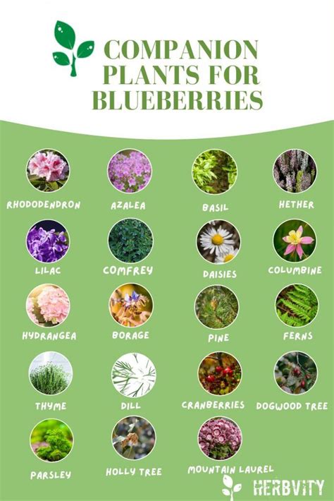 Natural Companion Plants For Blueberries To Thrive In Your Garden