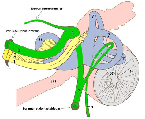 Anatomy Of Facial Nerve Fazialis