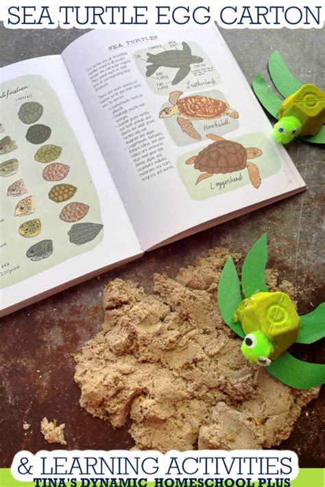 Cutest Ever Egg Carton Sea Turtle Craft and Learning Activities for Kids