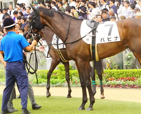 9月9日中山競馬⭐︎2歳新馬⭐︎パピナ 公式：黒澤ひかりのキラキラ日記～magic Kiss Lovers Only～