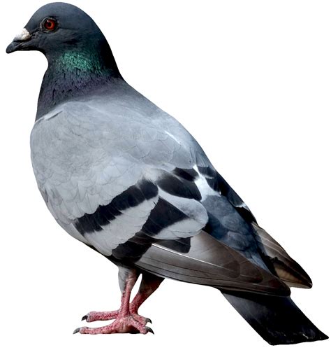 Dove Image Png Transparent Background Free Download 41750 Freeiconspng