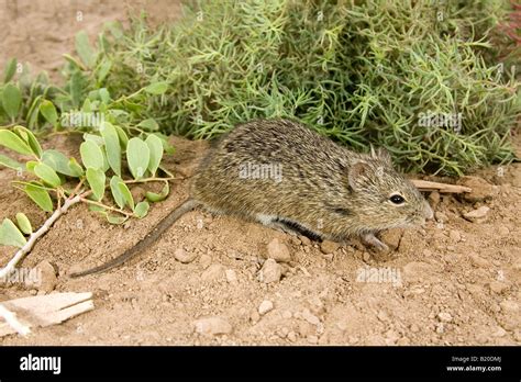 Hispid Cotton Rat Sigmodon Hispidus Brownsville Texas United States 4