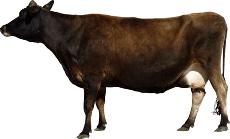 Indian Cow Png Image All About Cow Photos