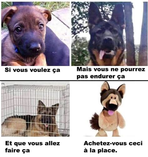 les chiens