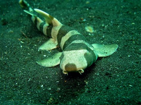 bamboo shark teeth