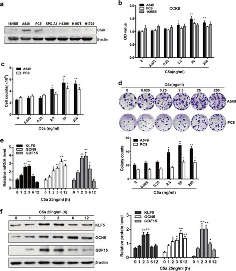 C5ar Expression In Human Nsclc Cell Lines As Well As Cell Proliferation