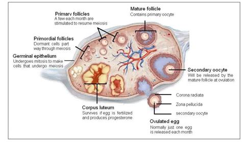 Ovary diagram 