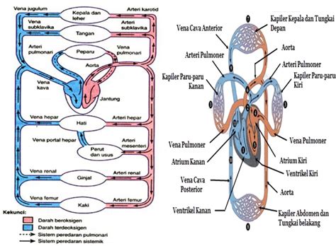 SISTEM PEREDARAN DARAH MANUSIA Science Technology