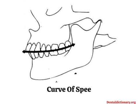 Curve of Spee in Orthodontics - Dental Dictionary