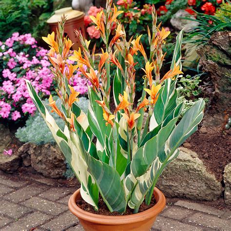 Canna - Giant - Striata – Plantcetera
