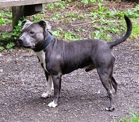 Blue Staffordshire Bull Terrier | Myalujo K9 Services