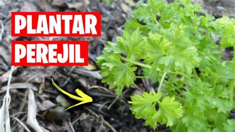 Descubre Cu L Es El Momento Ideal Para Plantar Perejil Actualizado