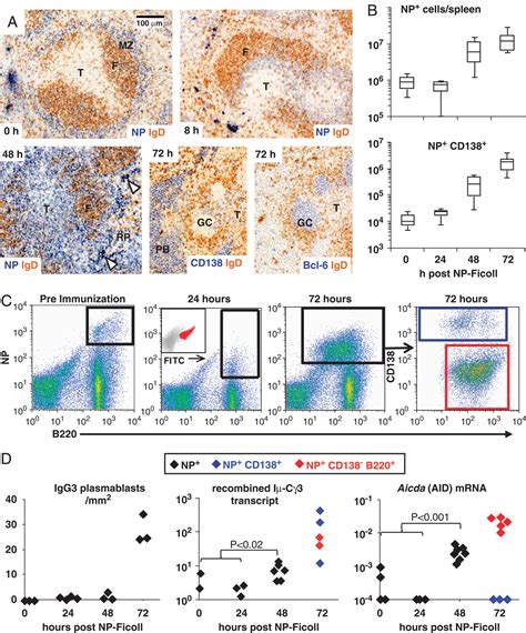 Early B Blasts Acquire A Capacity For Ig Class Switch Recombination