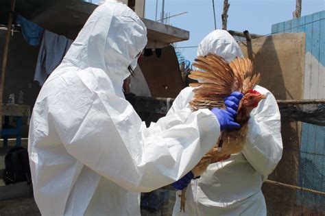 SENASA Declara Emergencia Sanitaria Por Influenza Aviar En Aves