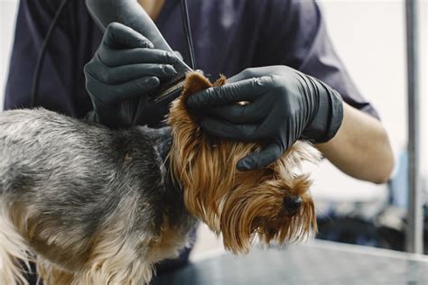 Cómo Limpiar las Orejas de mi Perro