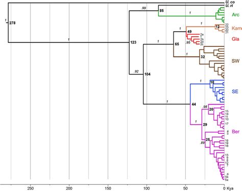 A Time Calibrated Maximum Clade Credibility Mitochondrial Genealogy