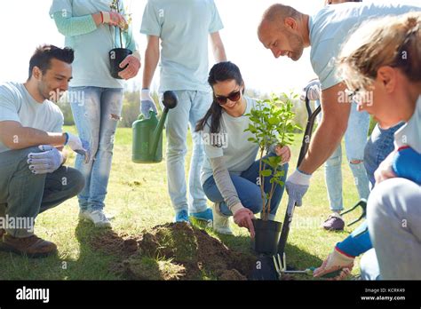 Group Of Volunteers Planting Tree In Park Stock Photo Alamy