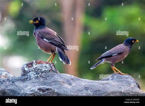 Two Birds Common Myna Or Acridotheres Tristis Stock Photo Alamy