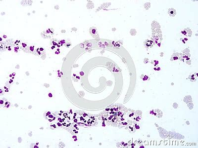 Histology Of Blood Human Tissue Stock Photography | CartoonDealer.com ...