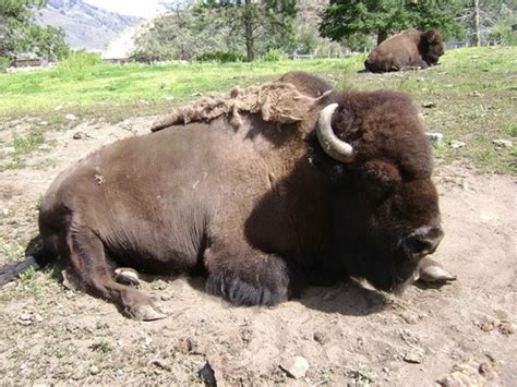 British Columbia Wildlife Park, Kamloops BC