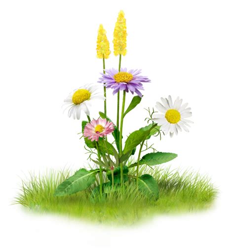 Nature Clip art - others png download - 964*1024 - Free Transparent ...