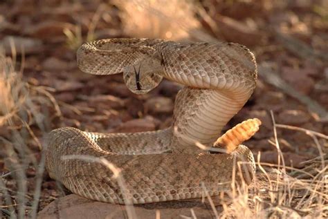7 Ways Not To Die From A Rattlesnake Bite
