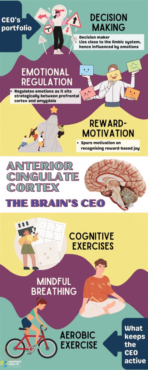 The Brain's CEO: Anterior Cingulate Cortex | Happiest Health