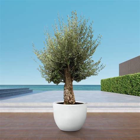 Olea Europaea Bonsai 250 Cm