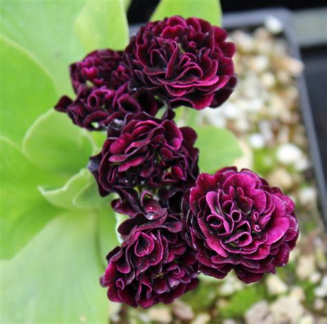 Edelweiss Perennials. Primula auricula 'Camelot'