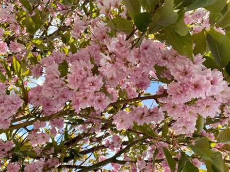 Evie Eevie Chan OnlyFans Nude And Photos