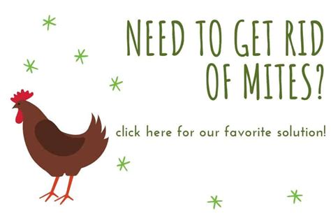 Chicken Mites: Fast & All Natural Solutions | Pampered Chicken Mama ...