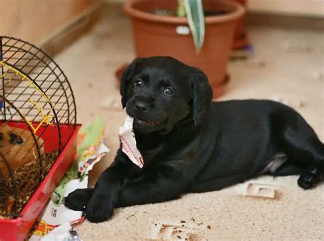 How To Stop The Dogs From Destructive Chewing