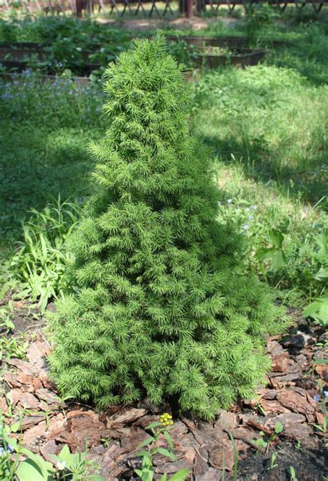 Ель Пицея глаука коника (picea glauca conica): фото, уход в домашних ...